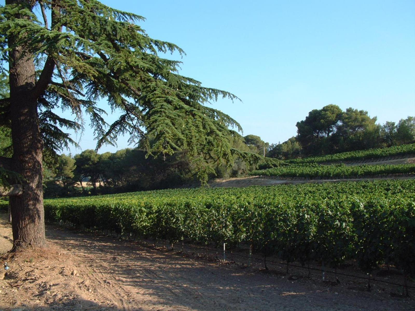 Chateau Saint Martin De Graves Aumes Εξωτερικό φωτογραφία